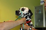 DALMATIEN - MUSELIERE 008